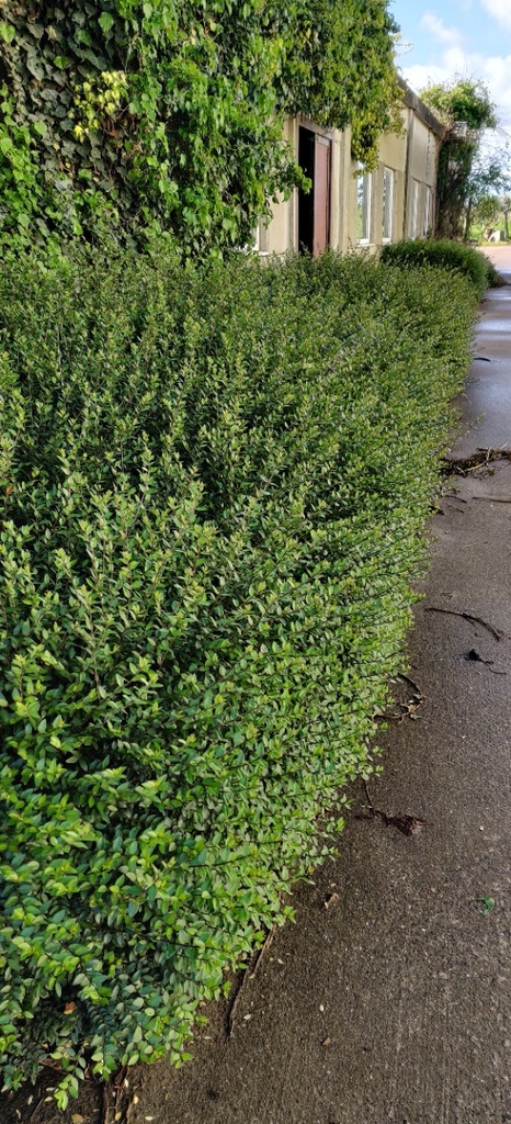 LONICERA NITIDA 'ELEGANT'