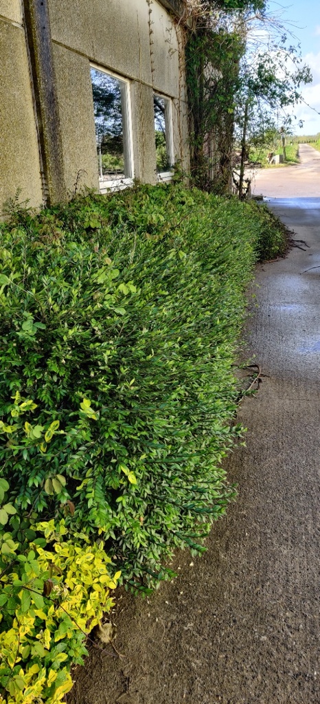 LONICERA PILEATA