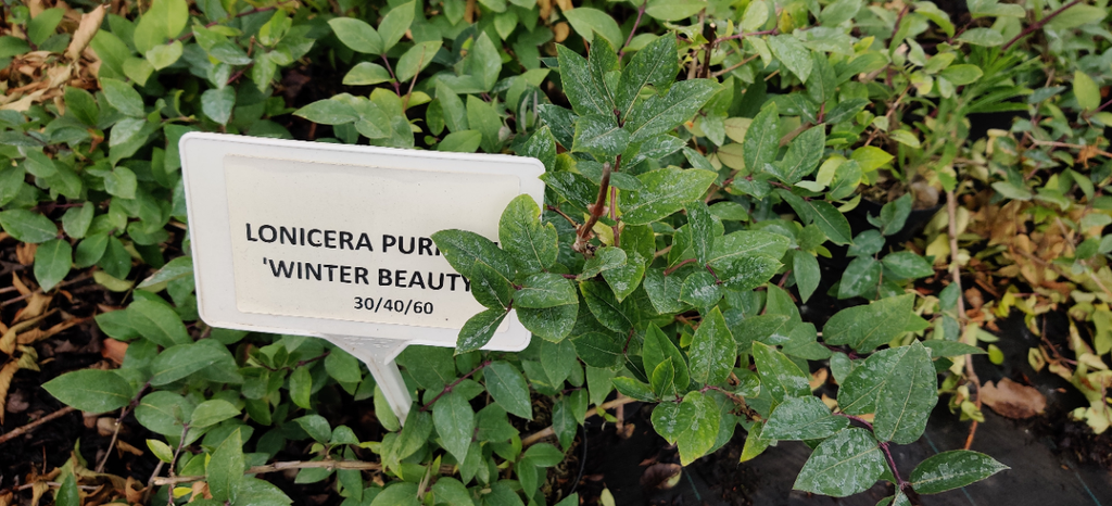 LONICERA PURPUSII 'WINTER BEAUTY'