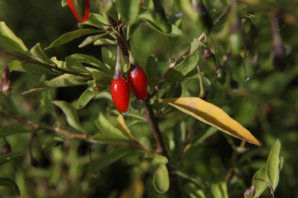 LYCIUM BARBARUM 'SWEET LIFEBERRY®'