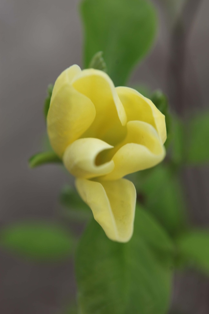 MAGNOLIA 'DAPHNE'