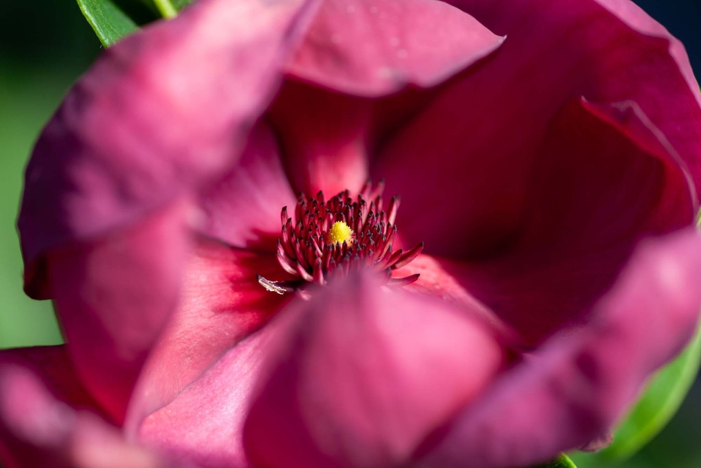 MAGNOLIA 'GENIE'