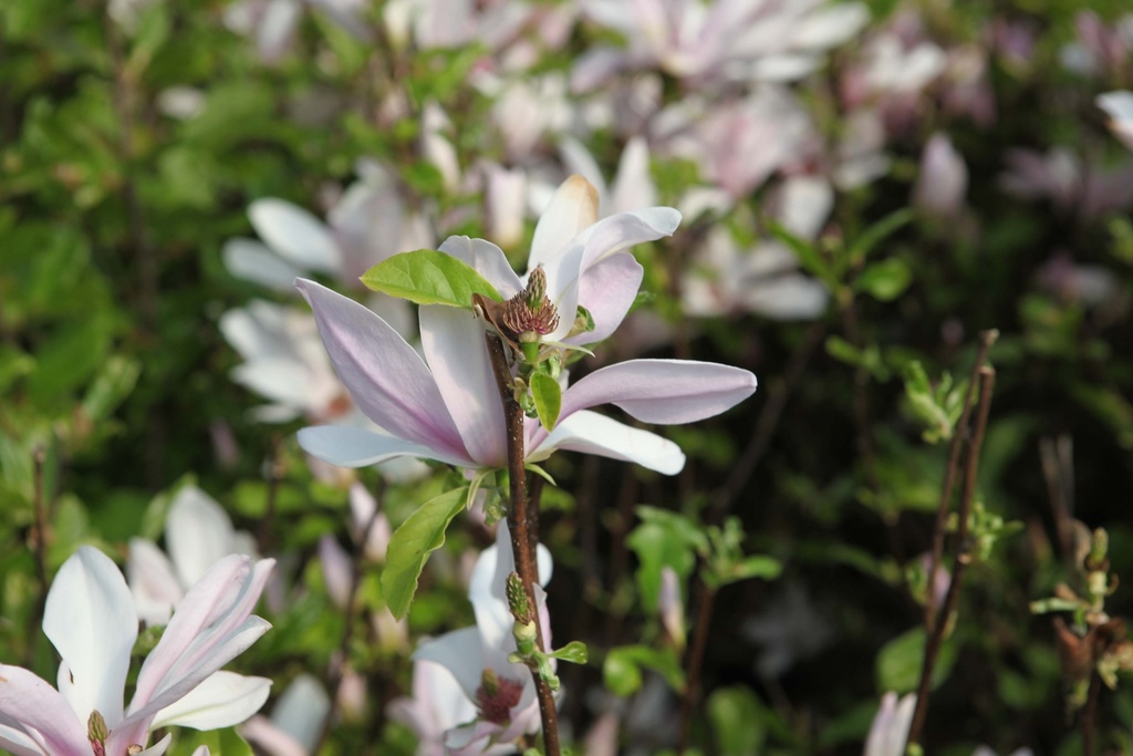 MAGNOLIA 'GEORGE HENRY KERN'