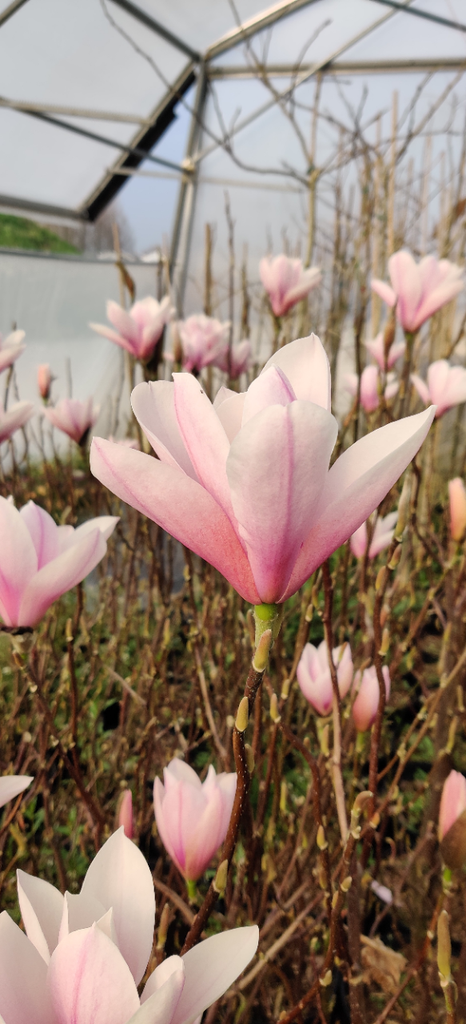 MAGNOLIA 'HEAVEN SCENT'