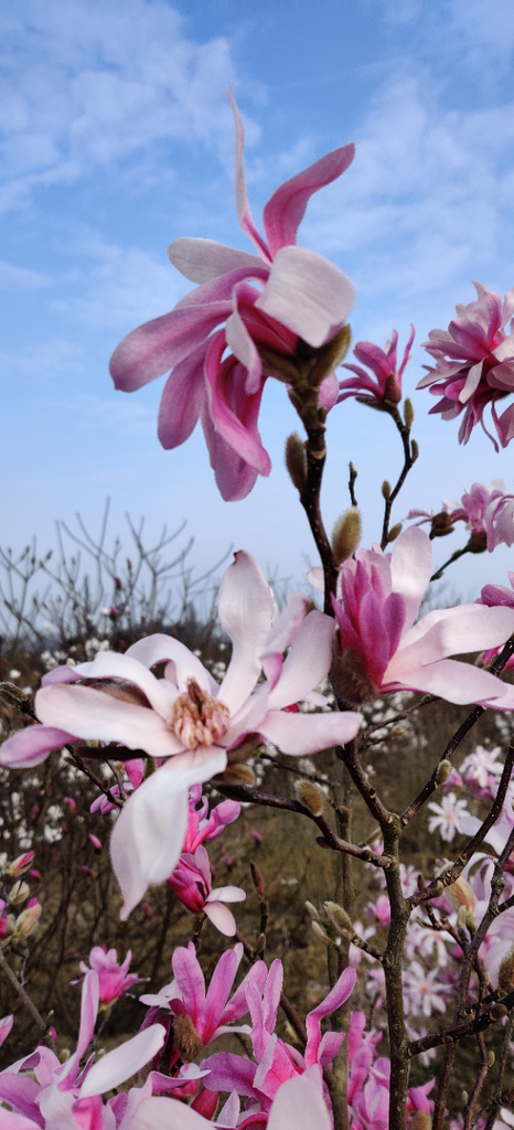 MAGNOLIA LOEBNERI 'LEONARD MESSEL'