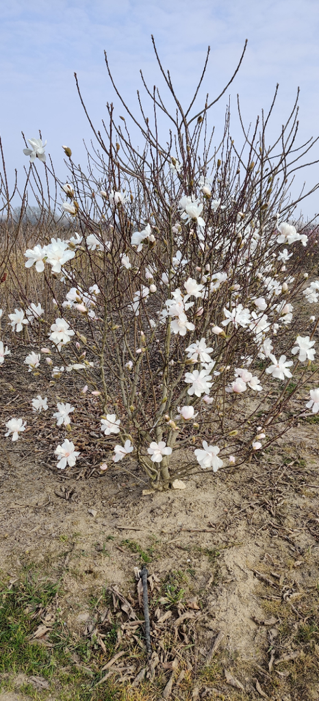 [archiveren] MAGNOLIA LOEBNERI 'MERRILL' (Pot, 40-50 cm)
