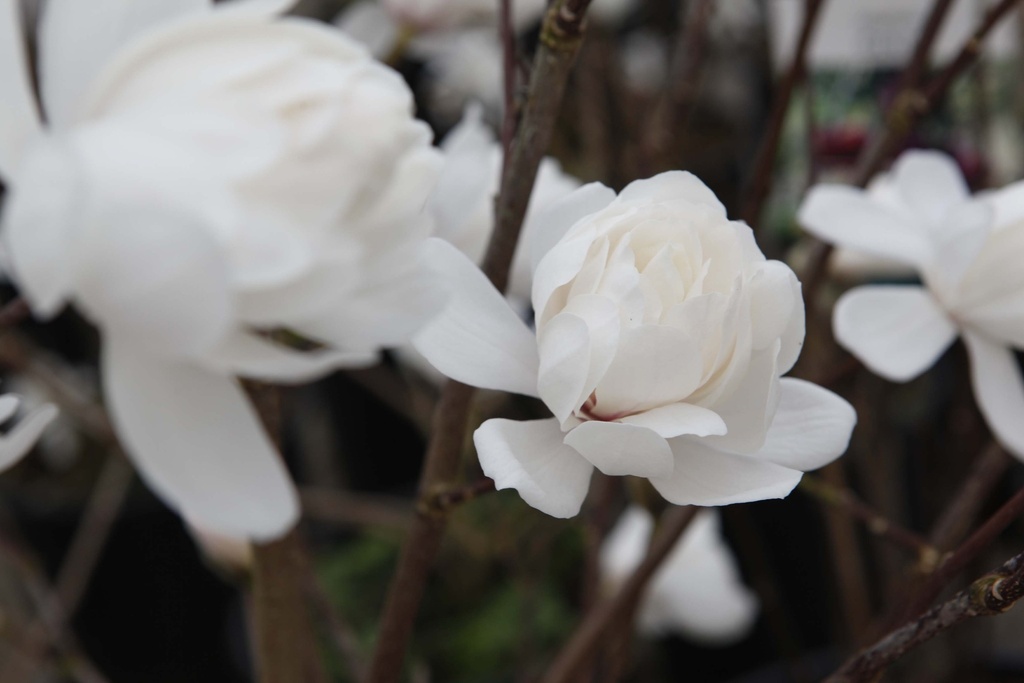MAGNOLIA LOEBNERI 'WILDCAT'