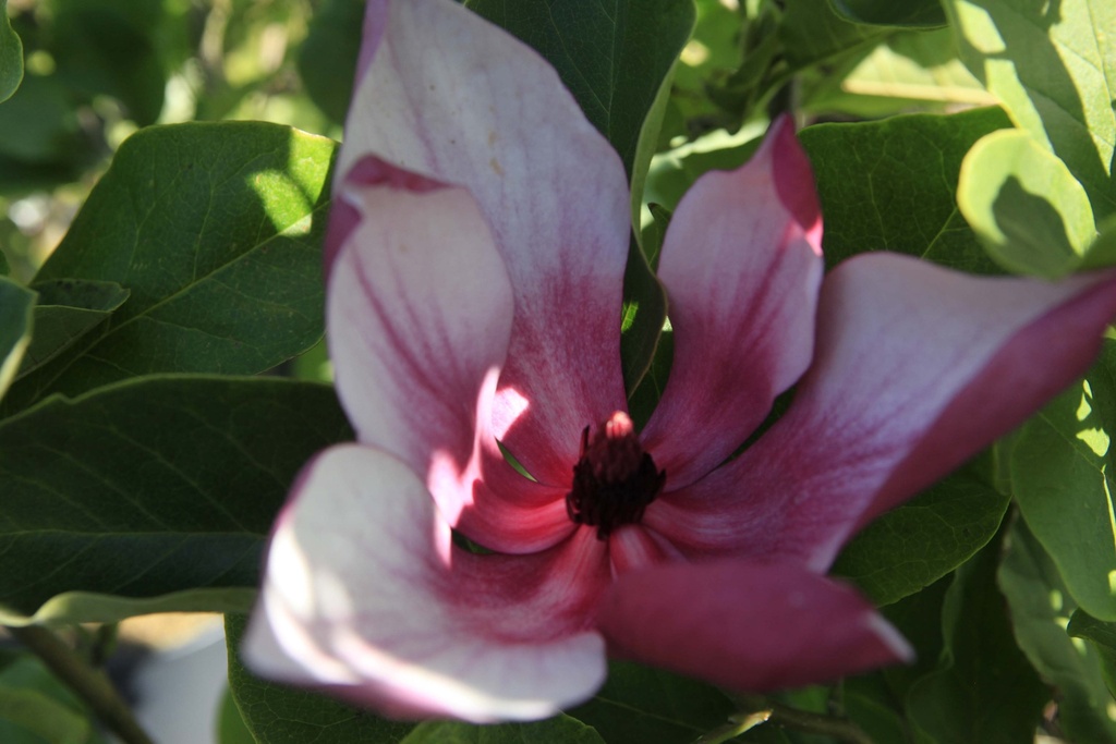 MAGNOLIA 'MARCH TILL FROST'