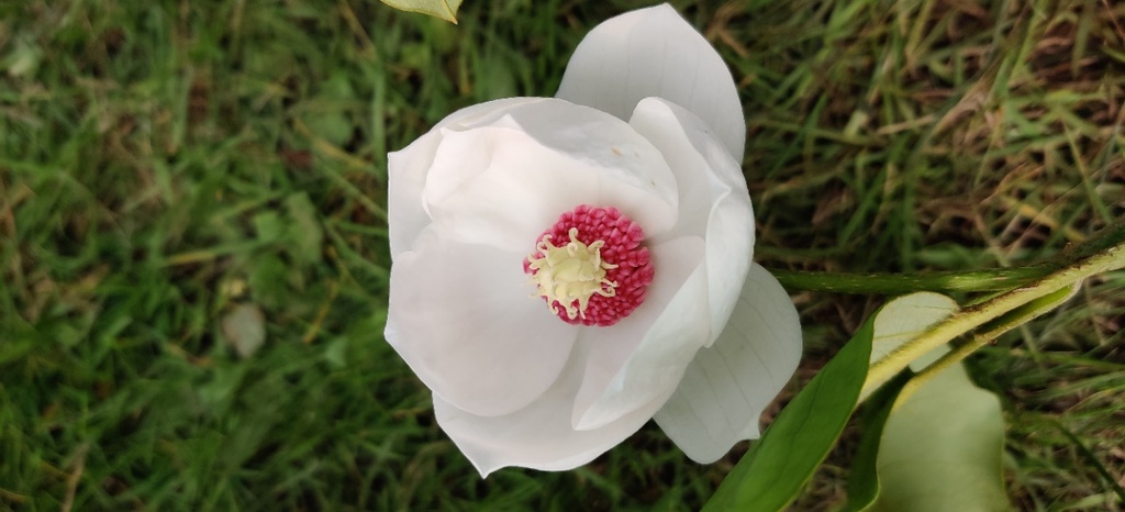 [MSI50] MAGNOLIA SIEBOLDII (Pot 3 litres, 40-50 cm)