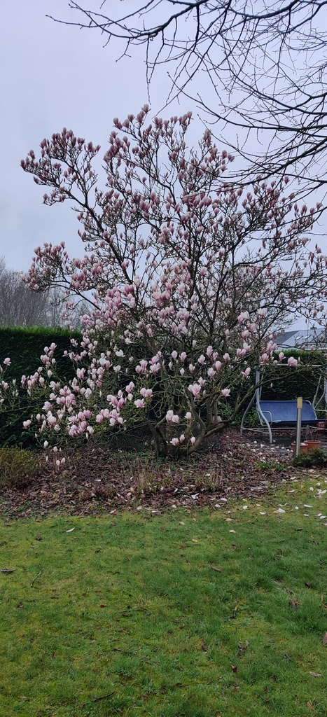 MAGNOLIA SOULANGEANA