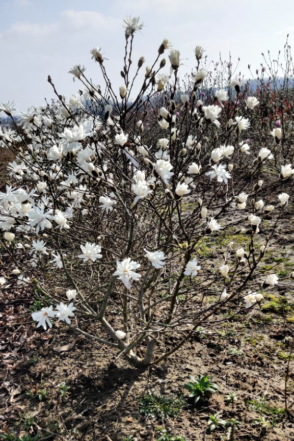 [MST60] MAGNOLIA STELLATA (Pot 10 litres, 60-80 cm)