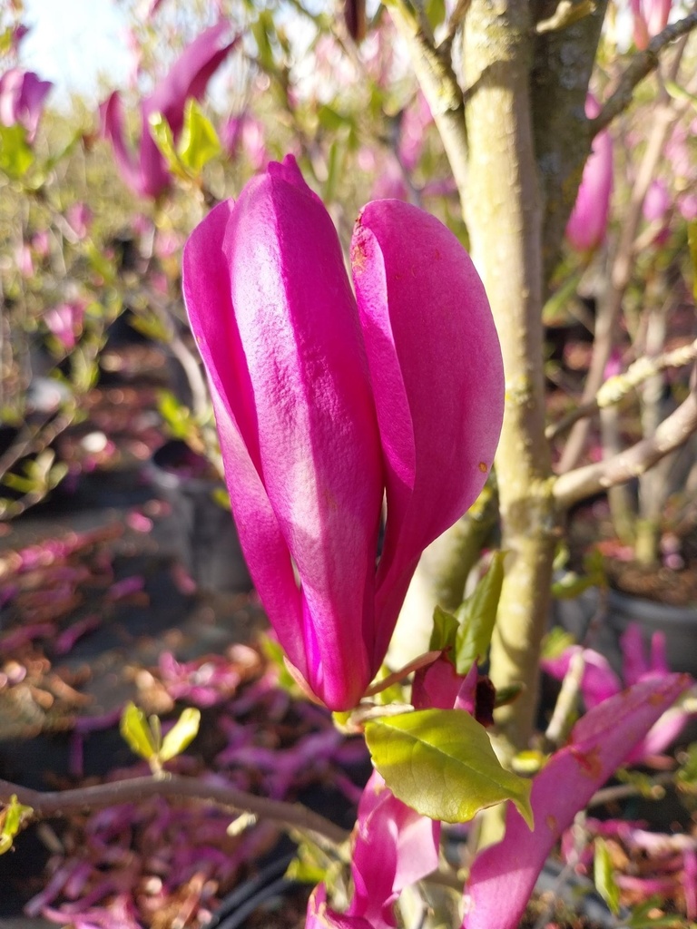 MAGNOLIA 'SUSAN'