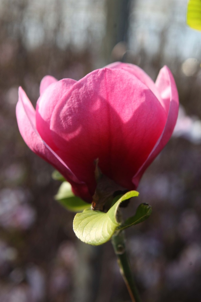 MAGNOLIA 'WATERMELON'