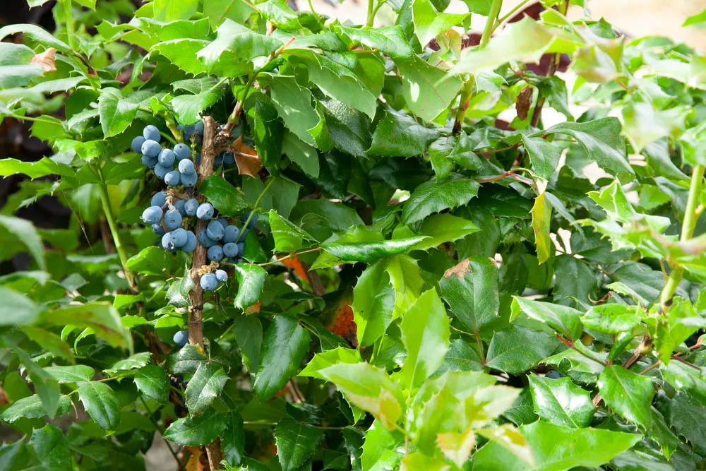 [MAQ30] MAHONIA AQUIFOLIUM (Pot 3 litres, 30-40 cm)