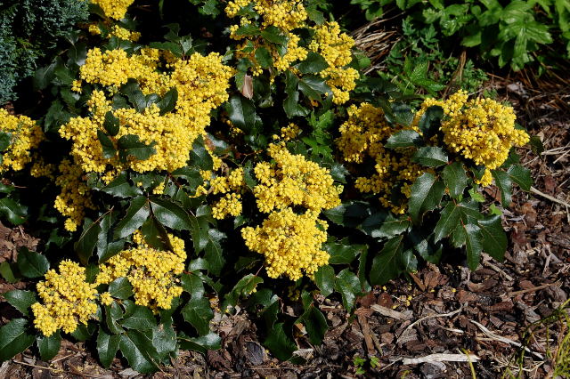 [MAAP20] MAHONIA AQUIFOLIUM 'APOLLO' (Pot 3 litres, 25-30 cm)