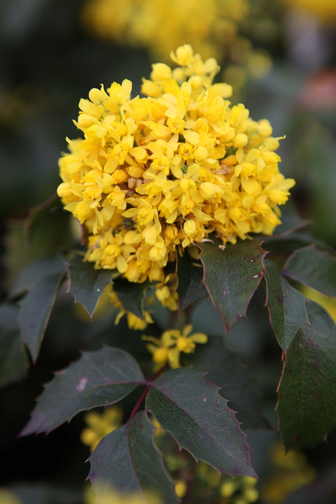 MAHONIA AQUIFOLIUM 'APOLLO'