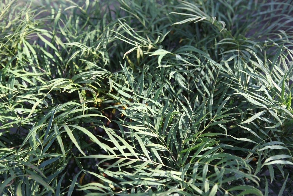MAHONIA EURYBRACTEATA 'SOFT CARESS'