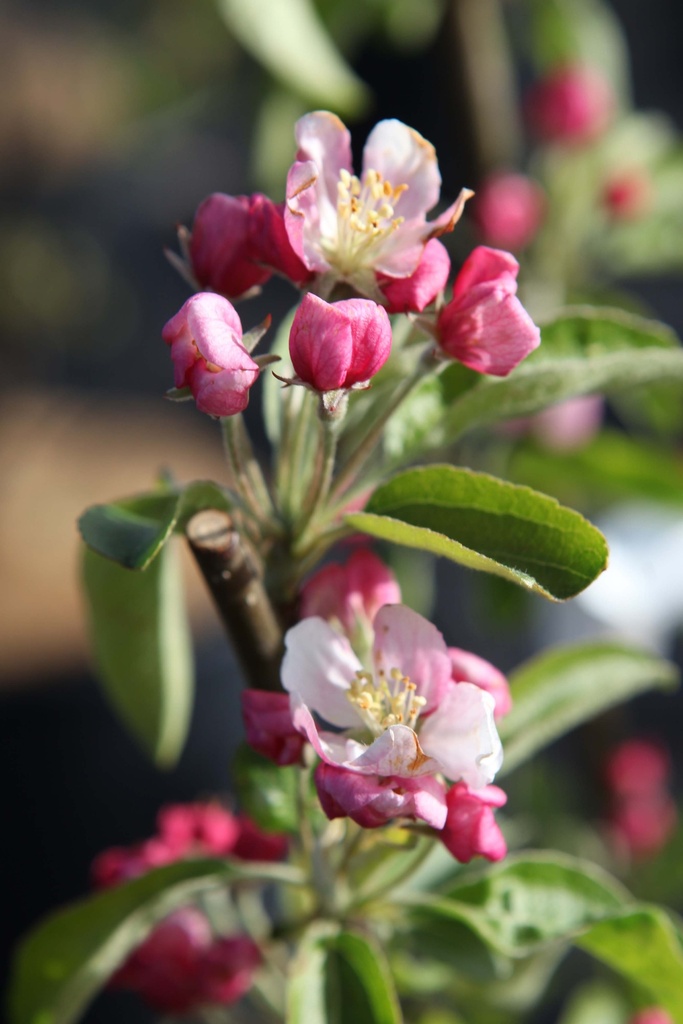 MALUS 'GOLDEN HORNET'