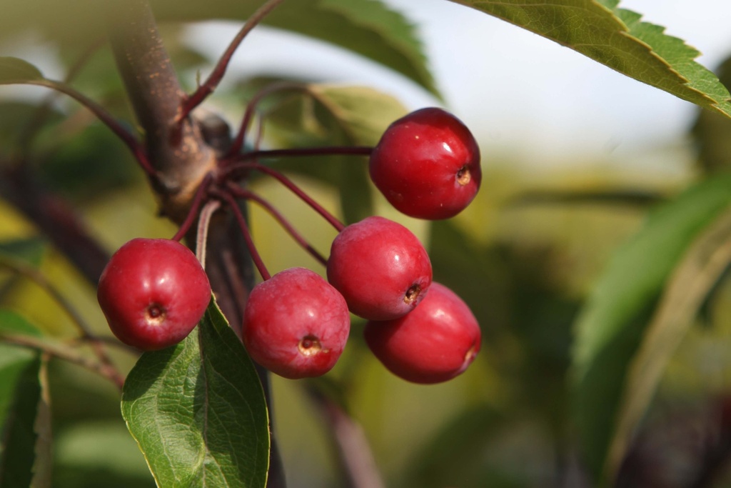 MALUS 'PRAIRIEFIRE'