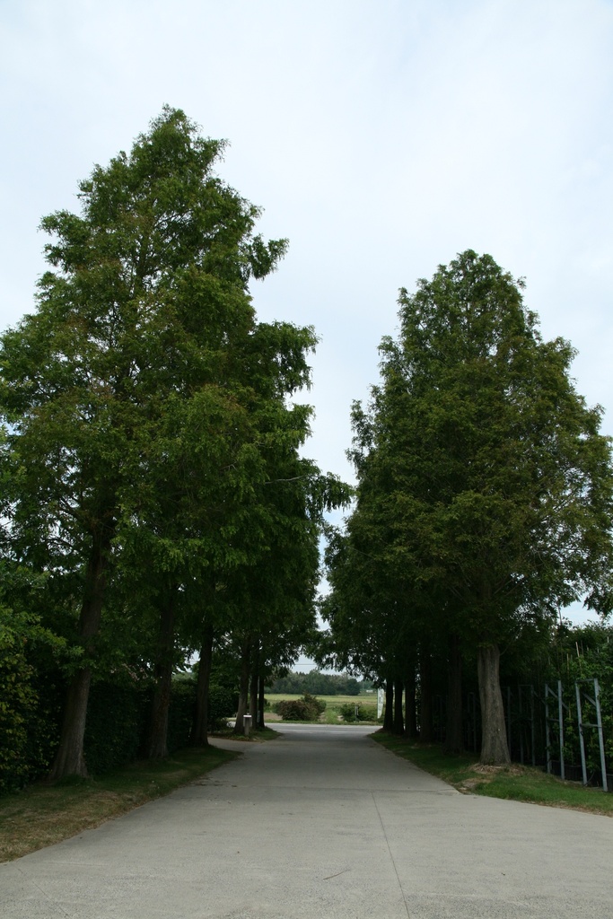 [MGL150] METASEQUOIA GLYPTOSTROBOIDES (Pot, 150-175 cm)