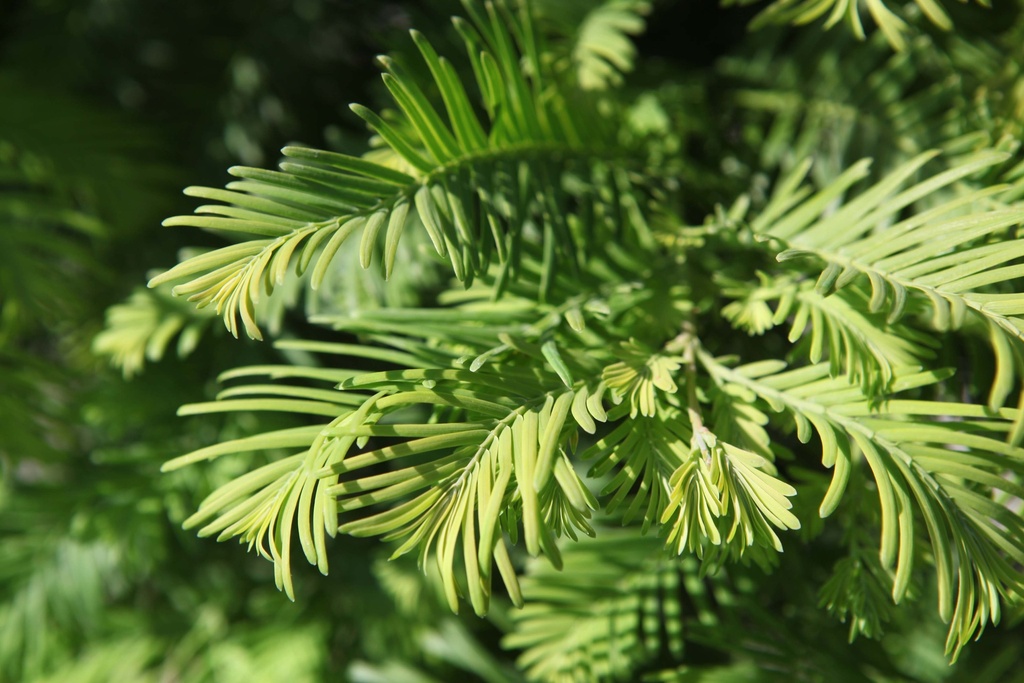METASEQUOIA GLYPTOSTROBOIDES 'CHUBBY'