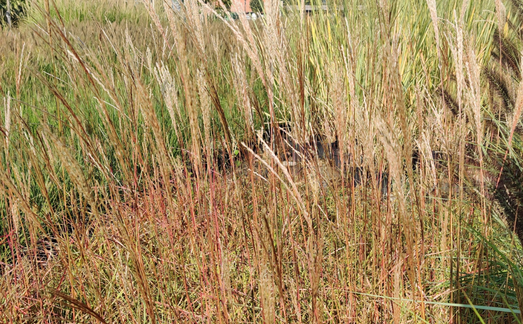 [MISSFOS3] MISCANTHUS SINENSIS 'FERNER OSTEN' (Pot 3 liter)