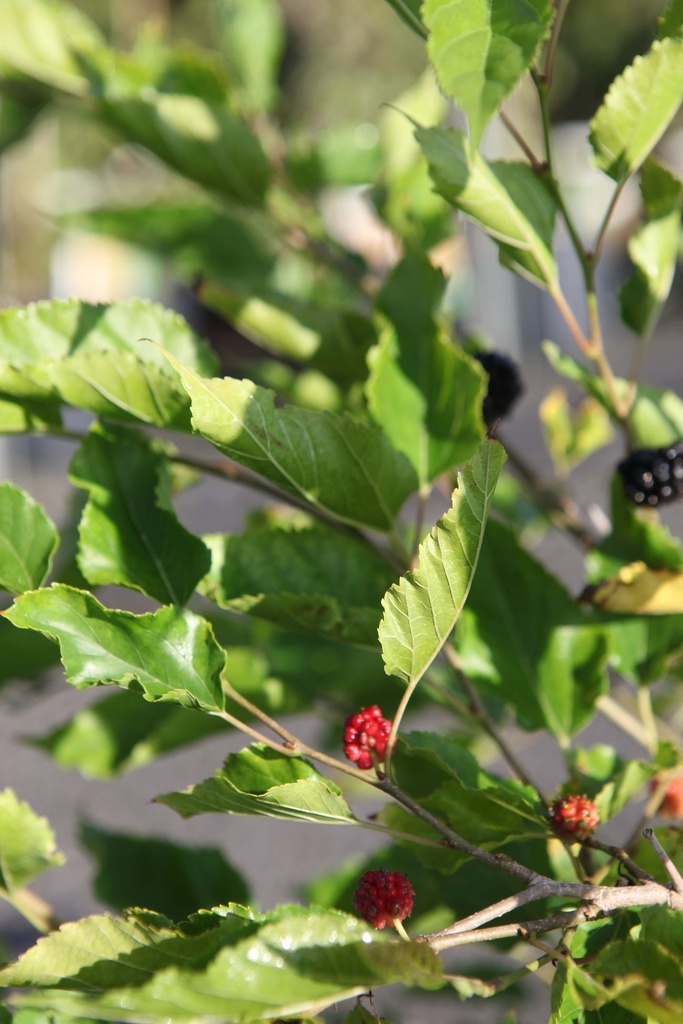 MORUS ROTUNDILOBA MOJO BERRY