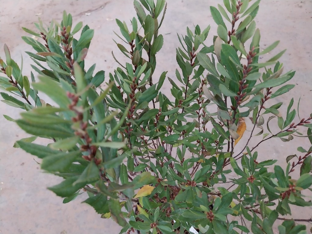 MYRICA GALE