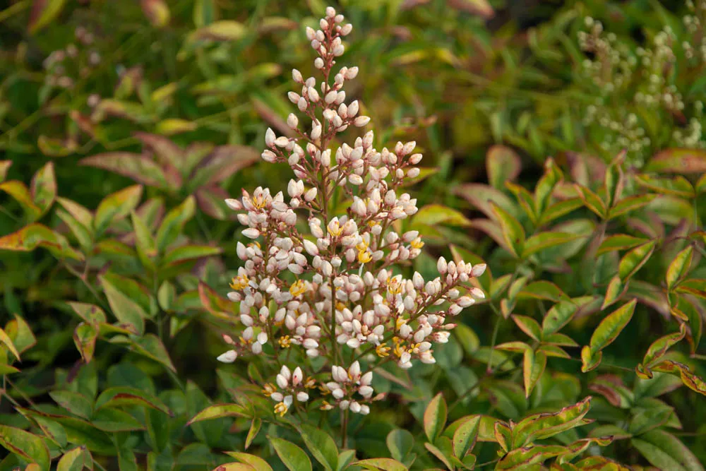 [xx] NANDINA DOMESTICA (Pot, 125-150 cm)