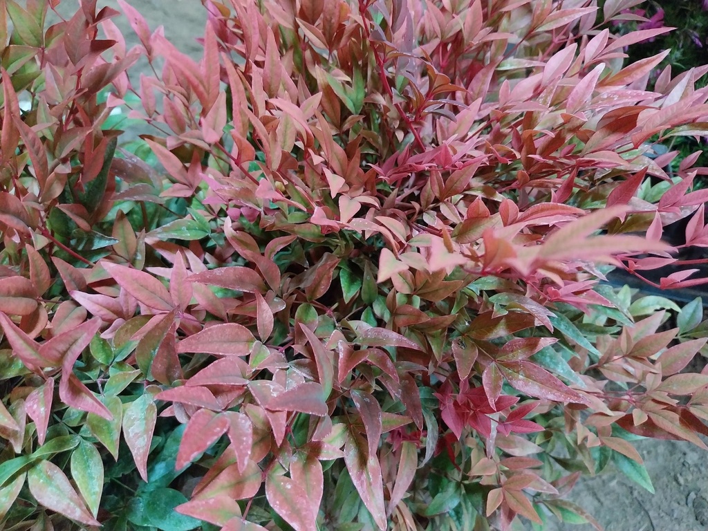 NANDINA DOMESTICA OBSESSED