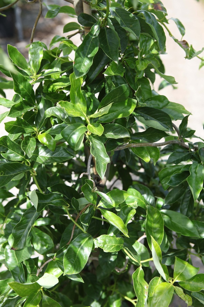 NYSSA SYLVATICA 'ZYDECO TWIST'