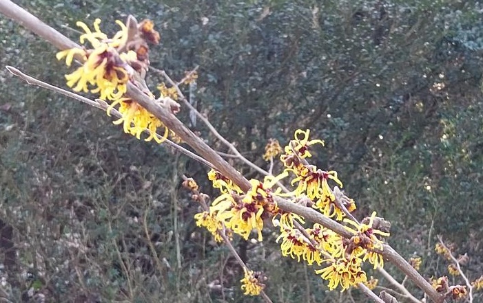 [HIOBE100] OSMANTHUS HETEROPHYLLUS (Pot, 100-125 cm)