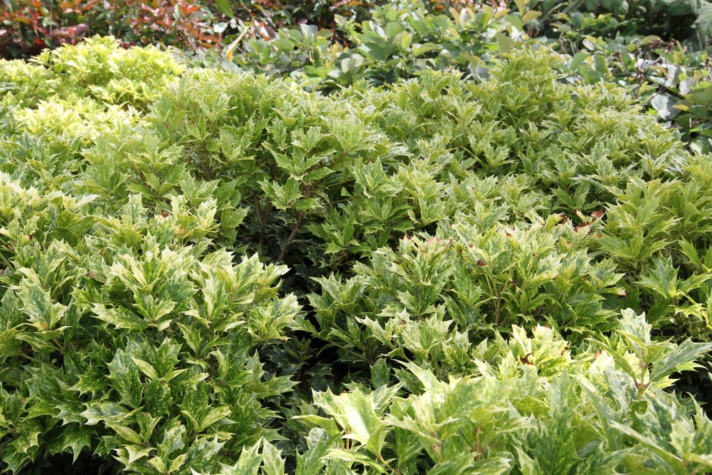 OSMANTHUS HETEROPHYLLUS 'GOSHIKI'