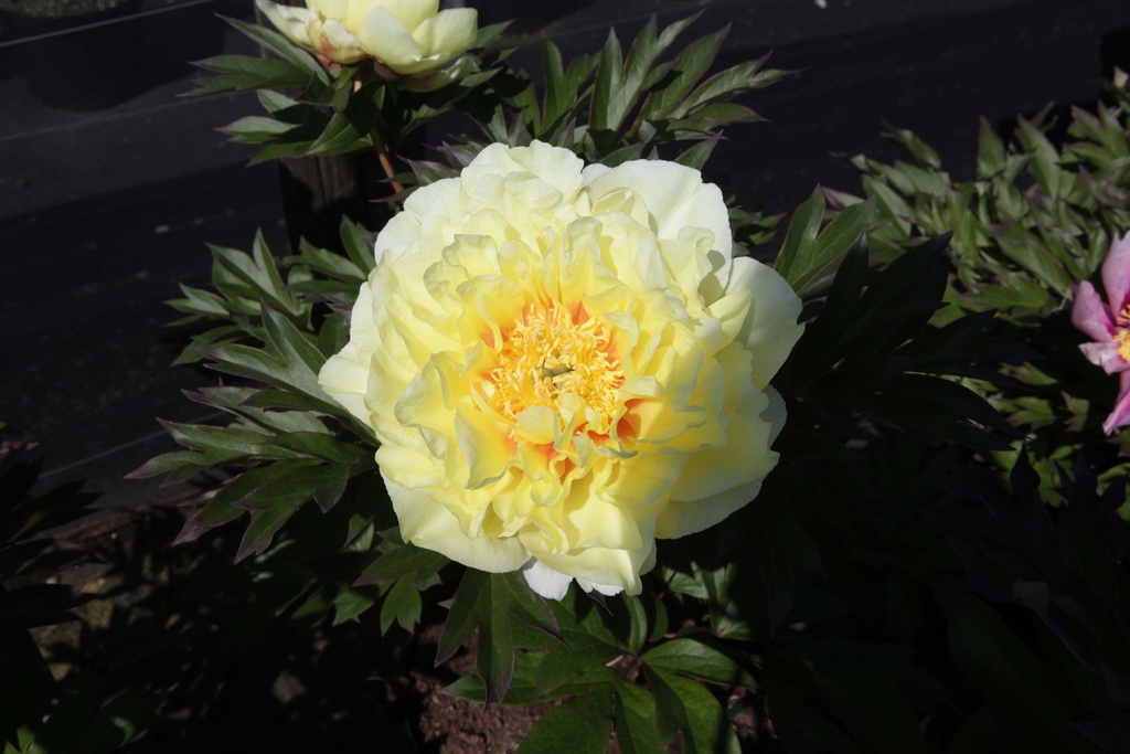 PAEONIA ITOH 'BARTZELLA'