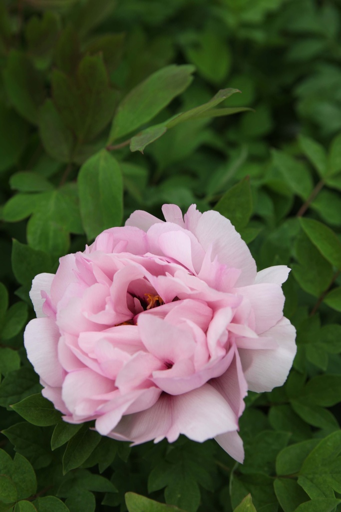 PAEONIA ROCKII 'FEN XI SHI'
