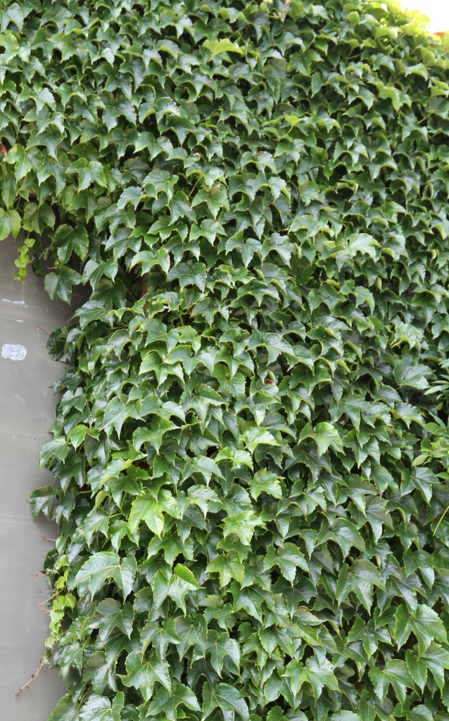 PARTHENOCISSUS TRICUSPIDATA 'VEITCHII'