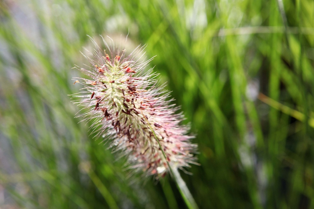 PENNISETUM VIRIDESCENS