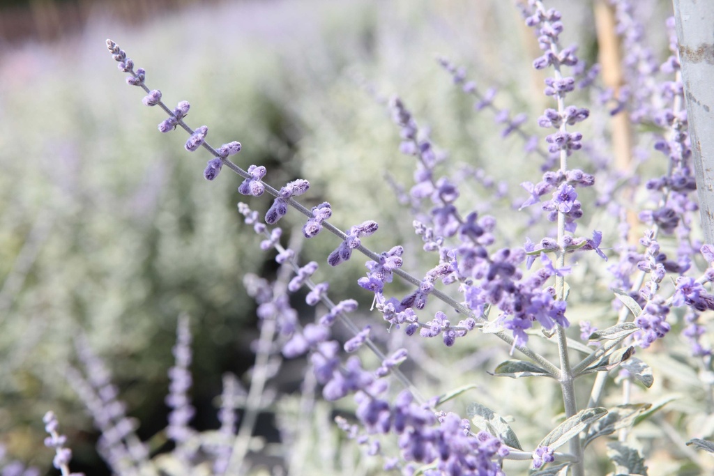 PEROVSKIA ATRIPLICIFOLIA SILVERY BLUE