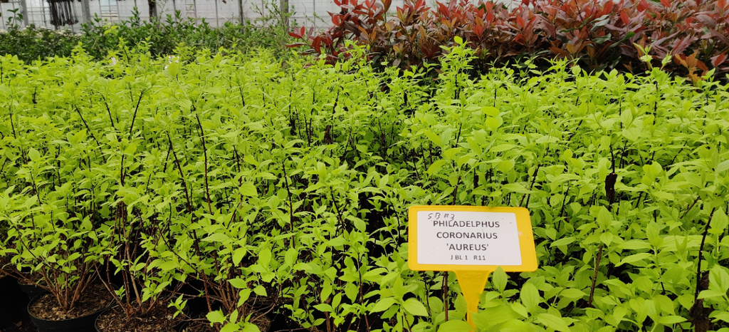 [PCAU3C] PHILADELPHUS CORONARIUS 'AUREUS' (Pot 3 litres, 30-40 cm)