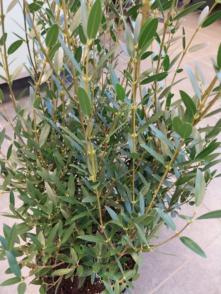 PHILLYREA ANGUSTIFOLIA
