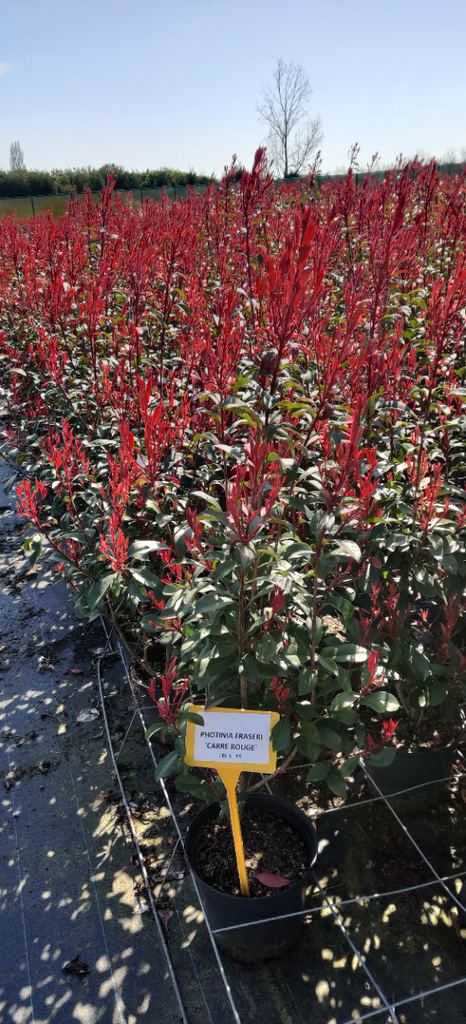 [PFCRO30] PHOTINIA FRASERI 'CARRÉ ROUGE' (Pot 3 litres, 30-40 cm)
