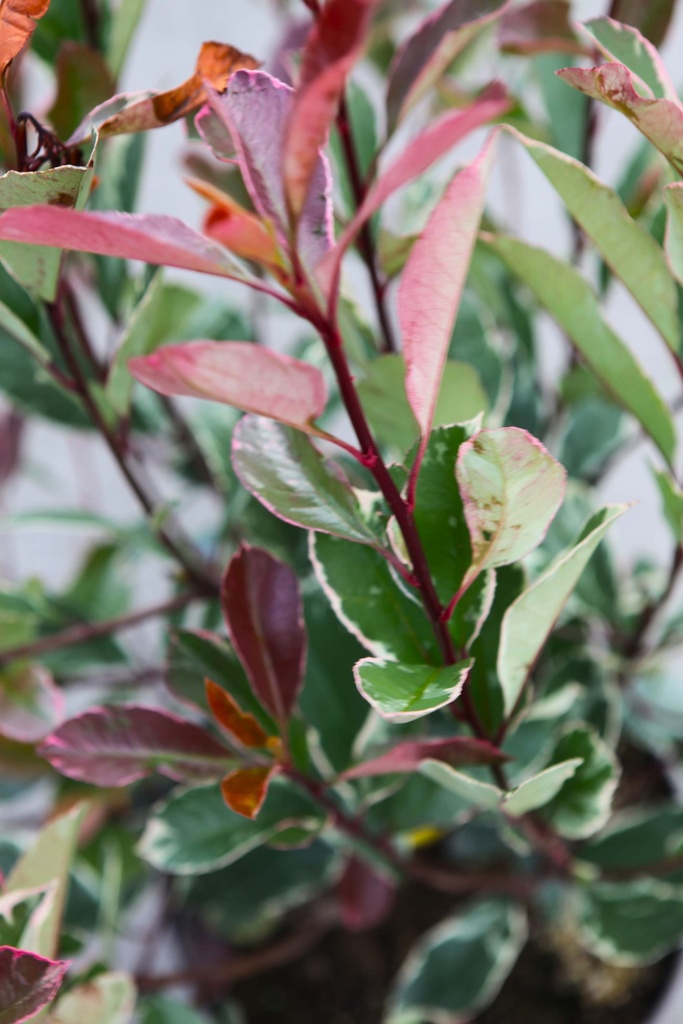 [PFLO30C3] PHOTINIA FRASERI LOUISE (Pot 3 litres, 30-40 cm)