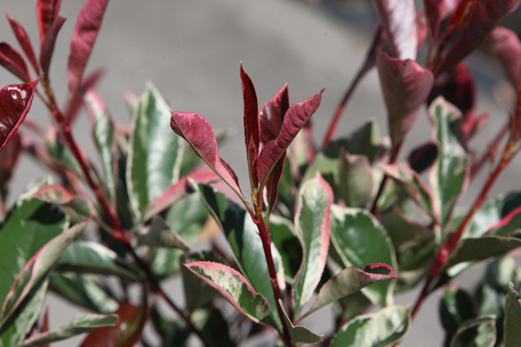 PHOTINIA FRASERI PINK MARBLE