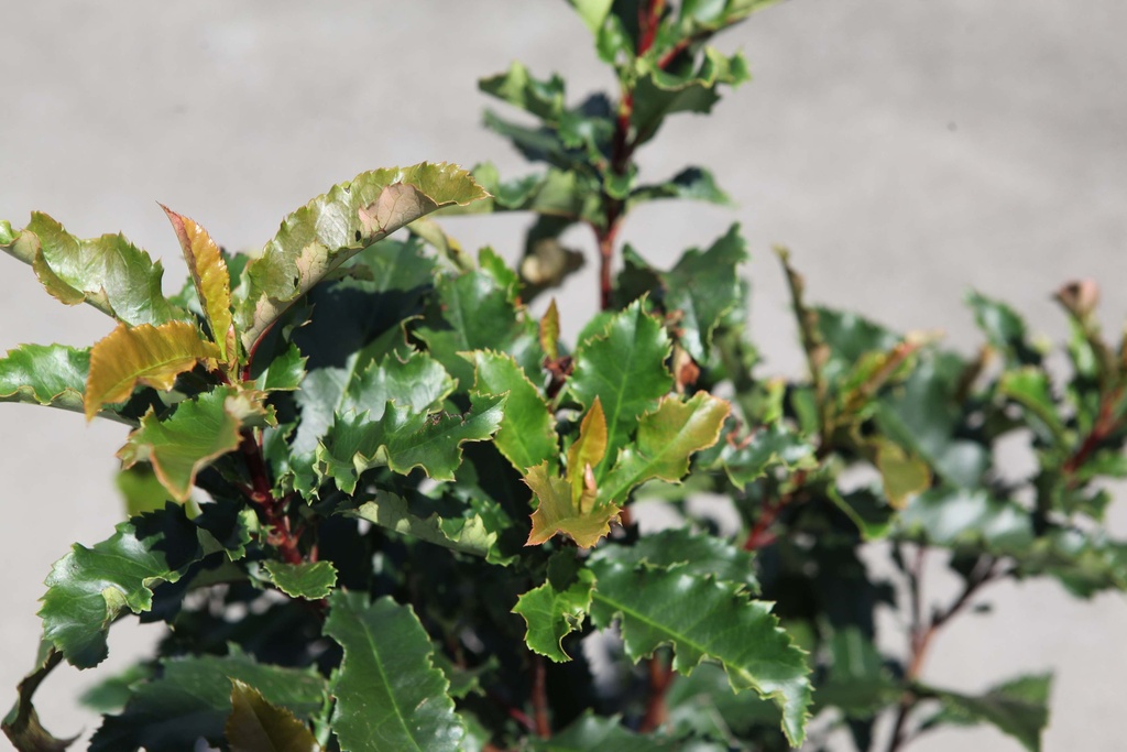 PHOTINIA SERRATIFOLIA CRUNCHY