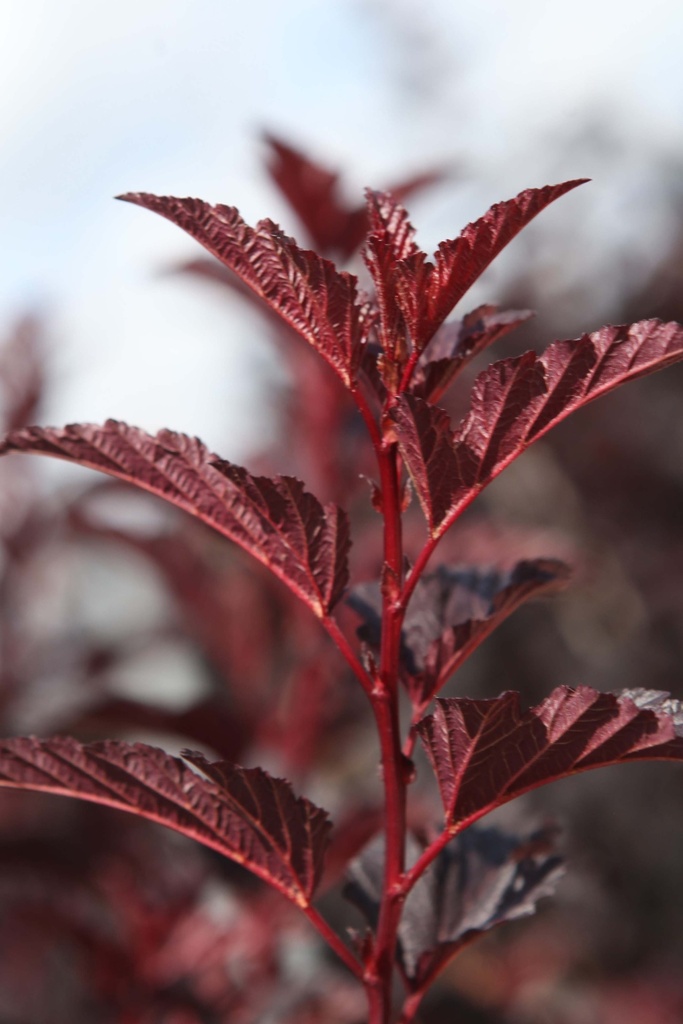 [POABL40C3] PHYSOCARPUS OPULIFOLIUS ALL BLACK (Pot 3 liter, 40-50 cm)