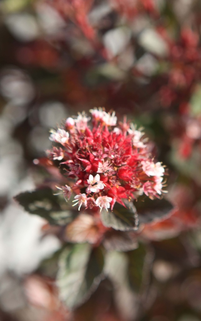 PHYSOCARPUS OPULIFOLIUS FIRST EDITIONS® 'SPICY DEVIL'