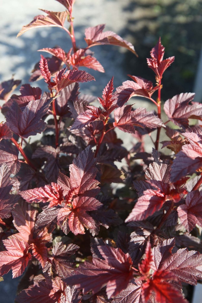 PHYSOCARPUS OPULIFOLIUS LADY IN RED