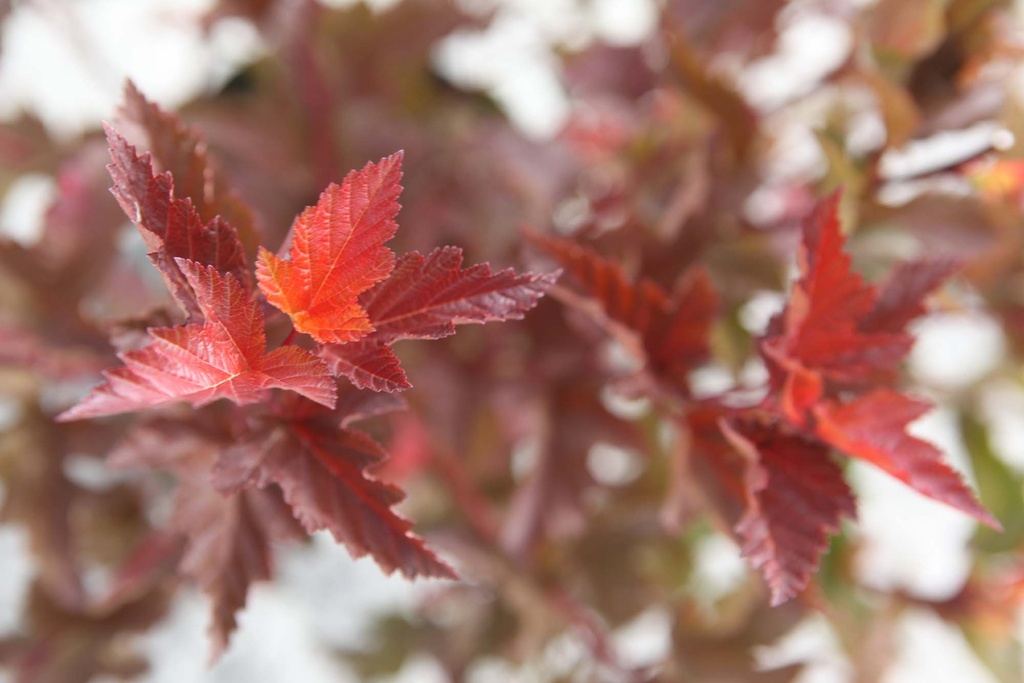 PHYSOCARPUS OPULIFOLIUS MAGIC BALL