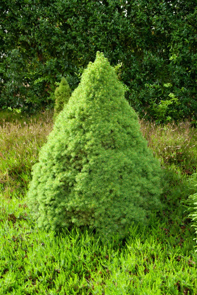 [PGCO6012] PICEA GLAUCA 'CONICA' (Pot 12 litres, 60-80 cm)