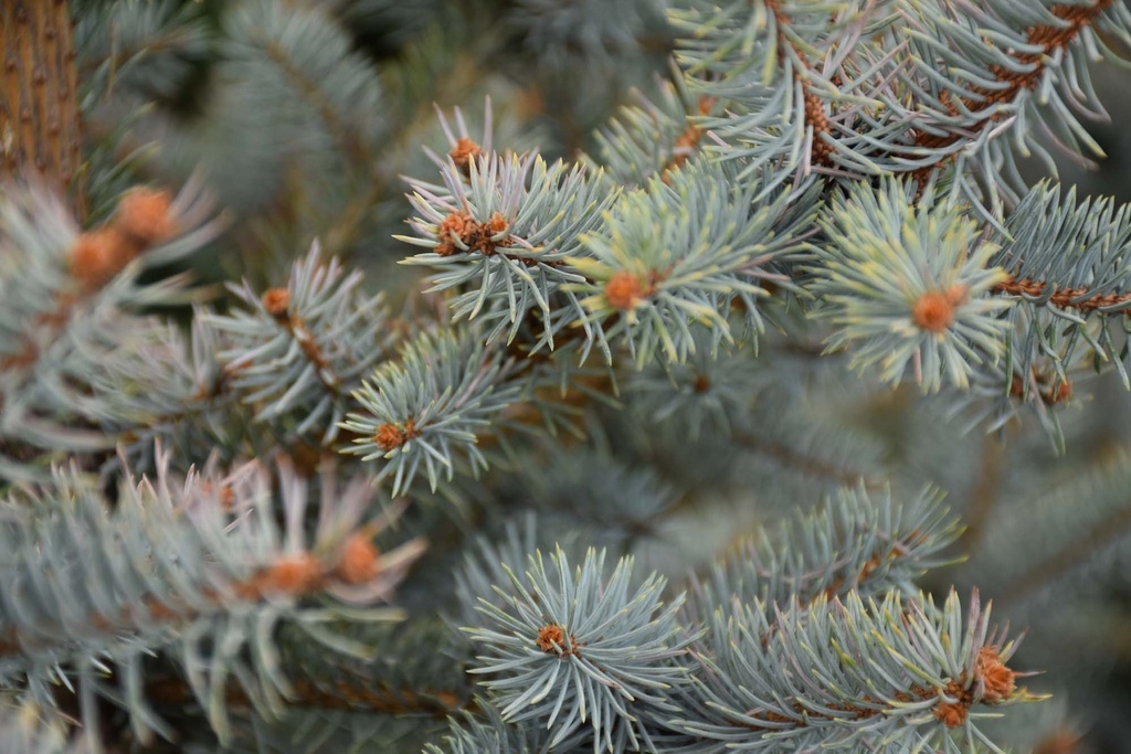 PICEA PUNGENS 'BLUE DIAMOND'